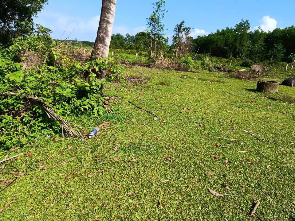 Đất Vườn 1130m² Tam Xuân 1, Núi Thành - Giá 7xx Triệu