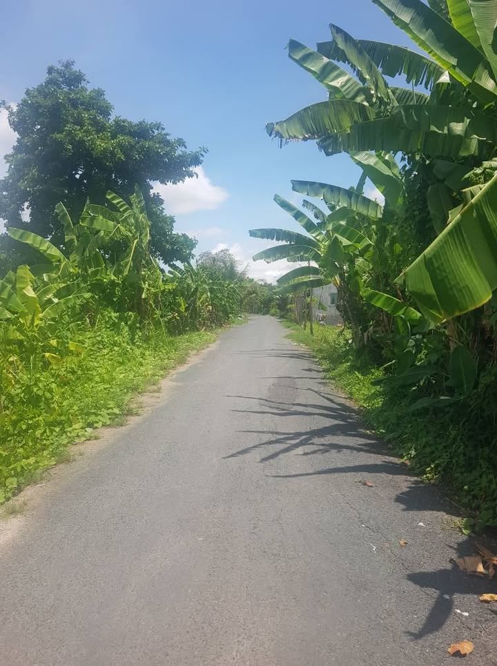 Đất Vườn 7000m² Mặt Tiền Sông Cái Sao, Long Xuyên - Đầu Tư Sinh Lời Cao