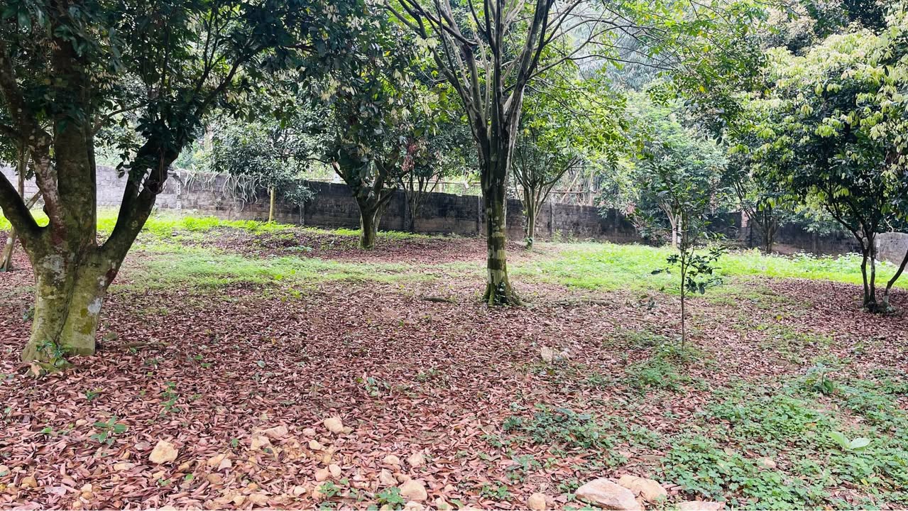 Bán Gấp Đất Vàng 6000m² Cạnh KCN Nhuận Trạch, Hòa Bình - Đường 2 Ô Tô Tránh