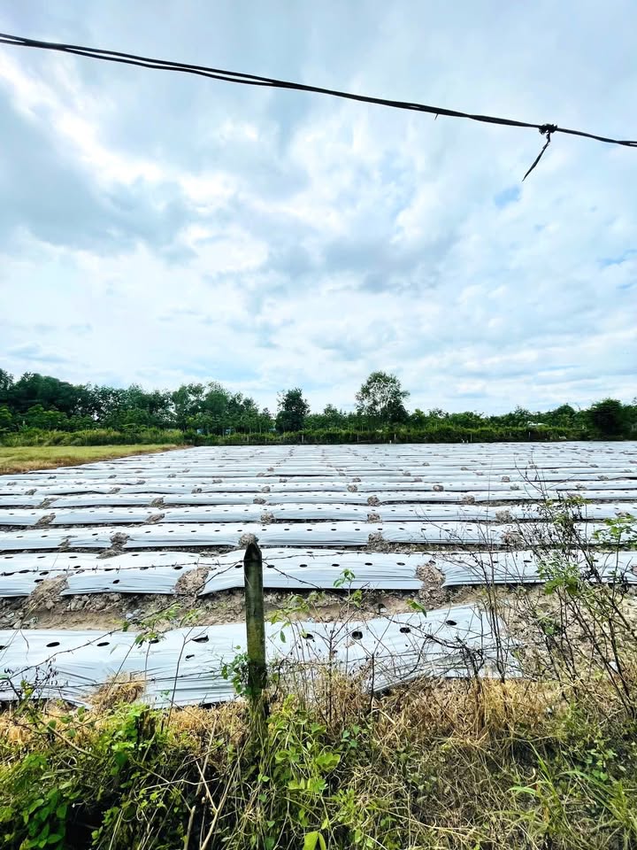 Đất Nhuận Đức Củ Chi 1344m² - Mặt Tiền Rộng, Sẵn Thổ Cư, Giá Tốt