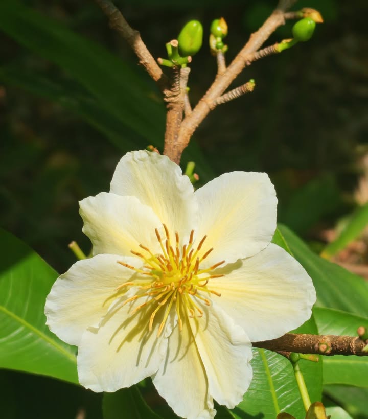 Nhà MTKD Nguyễn Thị Thử Hóc Môn 216m² - Kinh doanh đa ngành nghề