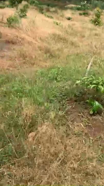 Bán Đất Điều Xen Cà Phê 32.000m² Tại Bù Đăng, Bình Phước - Giá 4.5 Tỷ