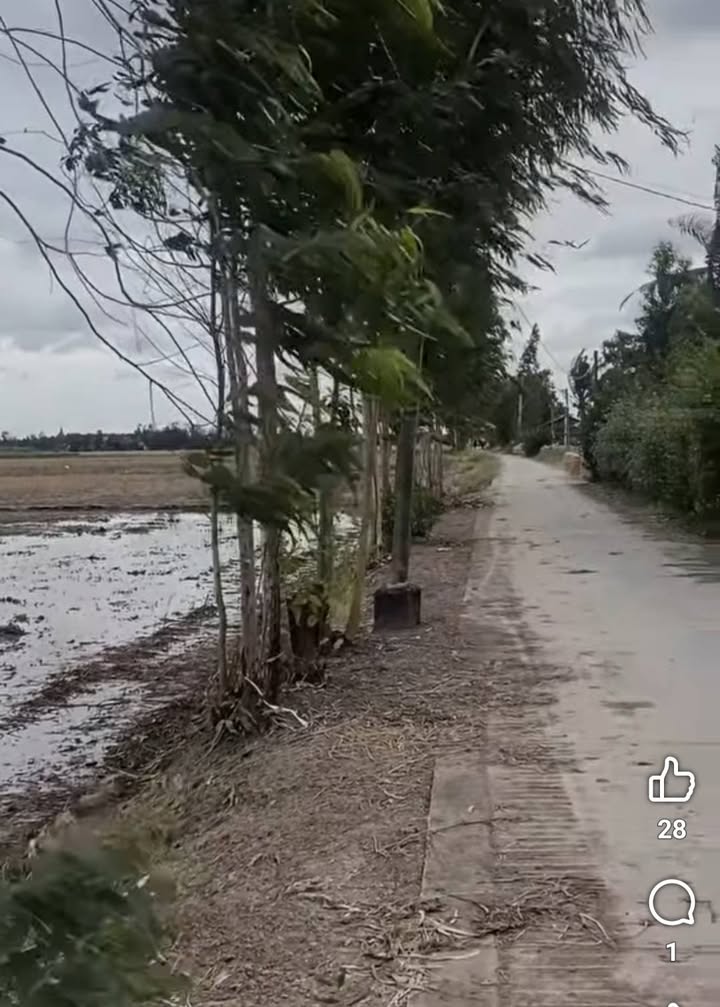 Cho thuê 4ha đất ruộng mặt tiền lộ đal, Sóc Trăng - Giá tốt 6 triệu/năm