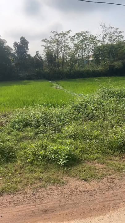 Đất nền Nghĩa Đàn 200m² - Sổ đỏ chính chủ, giá 1.44 tỷ, gần chợ & trường học