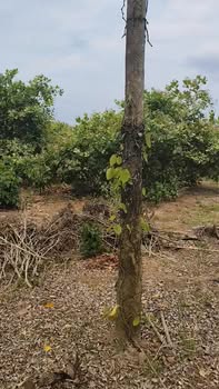 Bán Gấp Đất Rẫy 8 Sào Trồng Tiêu, Cà Phê Tại Lâm Hà - Giá 1.05 Tỷ