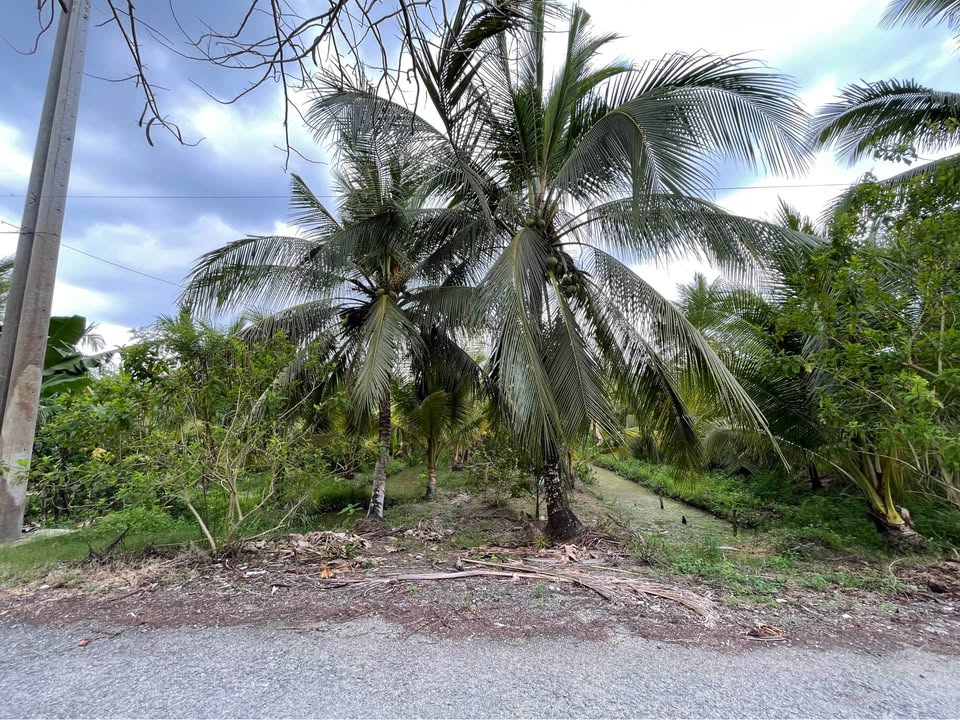 Bán Gấp 9000m² Đất Vườn Cần Thơ - Giá Rẻ Nhất Tuyến!