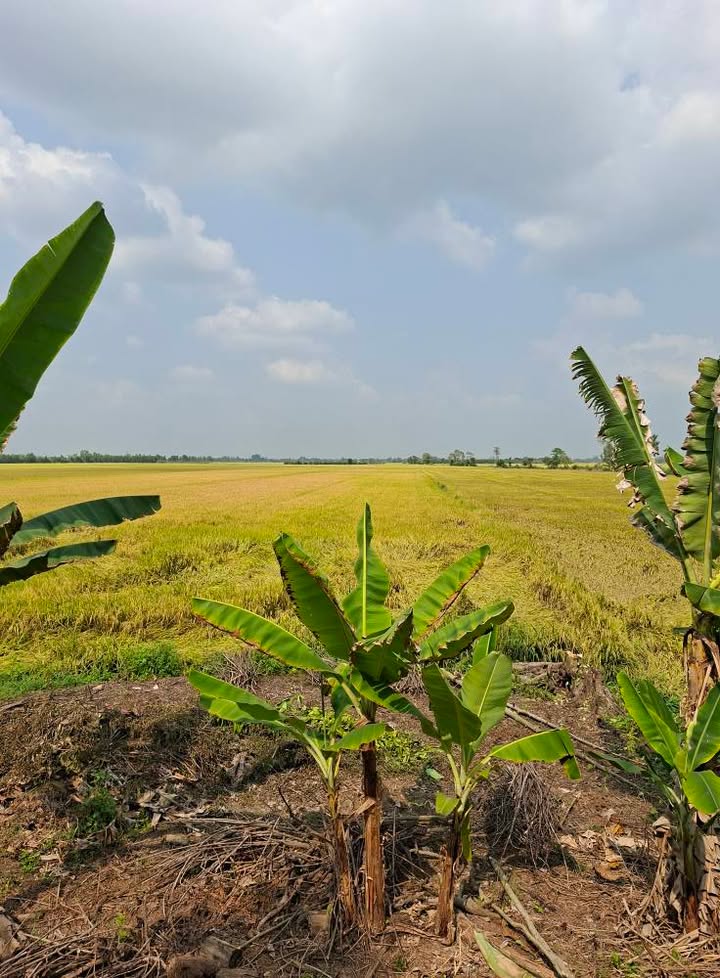 Bán Gấp 5.1 Công Đất Vườn Lúa Mặt Kênh Xáng Cà Mau, An Giang