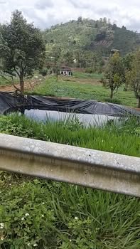 Đất Vườn 7ha Xã Tân Lâm Di Linh - Mặt Tiền Nhựa 450 Triệu/Sào