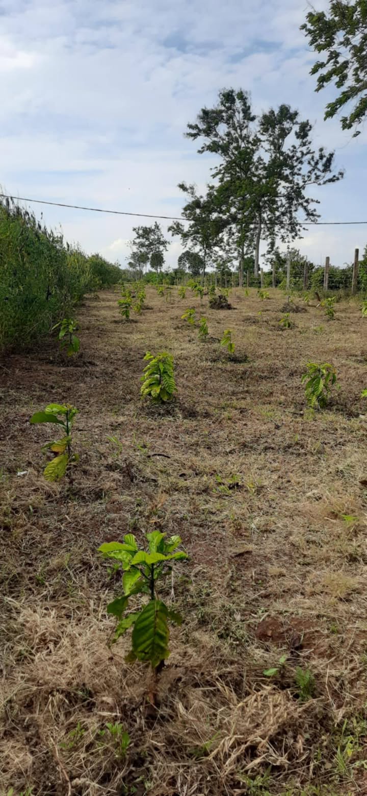 Đất Rẫy 30.600m² Phường Cư Bao, Buôn Hồ - Giá 2.35 Tỷ Đầu Tư Sinh Lời