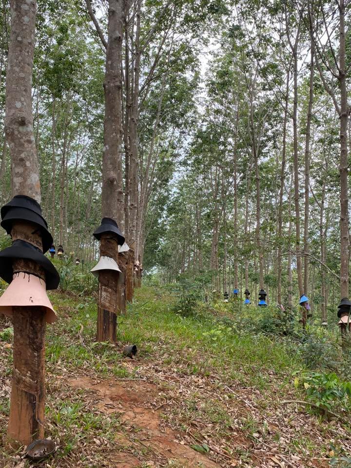 Bán Gấp 1.5 Hécta Cao Su Đắk Lắk - Sẵn Sàng Kinh Doanh