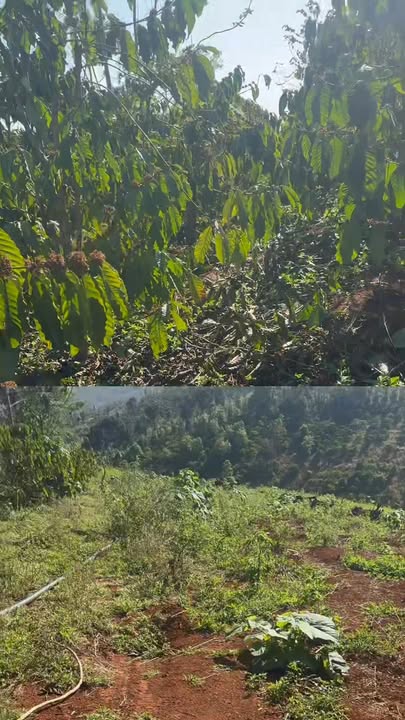 Farm Cà Phê 2.7ha Sổ Đỏ Đức An, Đắk Song - Giá 2.8 Tỷ