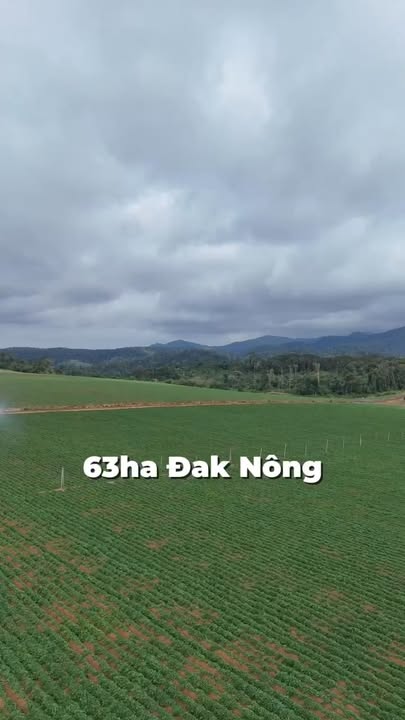 Bán Gấp 6.5 Hecta Đất Nông Nghiệp Đắk Song, Đắk Nông - Sẵn Sổ Đỏ