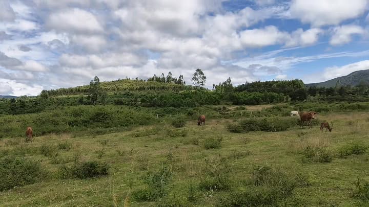 Đất Vàng Mang Yang Gia Lai 13.000m² - Cơ Hội Đầu Tư Sinh Lời Vượt Trội