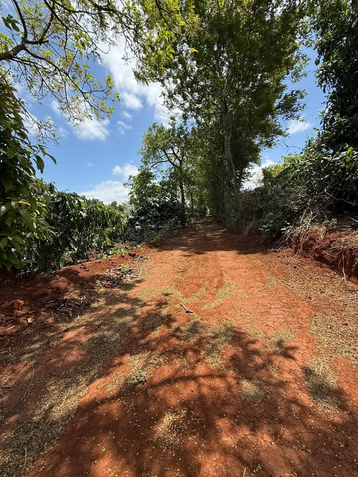 Bán Đất Vườn 17.000m² Đắk Lắk - Vườn Cà Phê Kinh Doanh, Oto Tới Tận Nơi