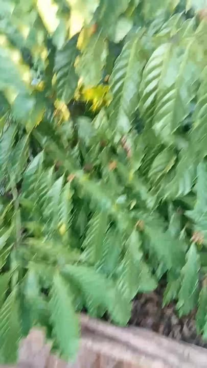 Farm Cà Phê 4.7ha Ia Drăng, Gia Lai - Nguồn Thu Khủng, Sẵn Sàng Đầu Tư