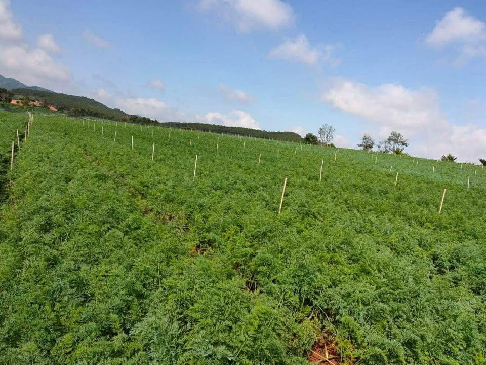 Đất Vườn Lâm Đồng 18.000m² Mặt Tiền Bê Tông Ka Đô - Giá Đầu Tư 18 Tỷ