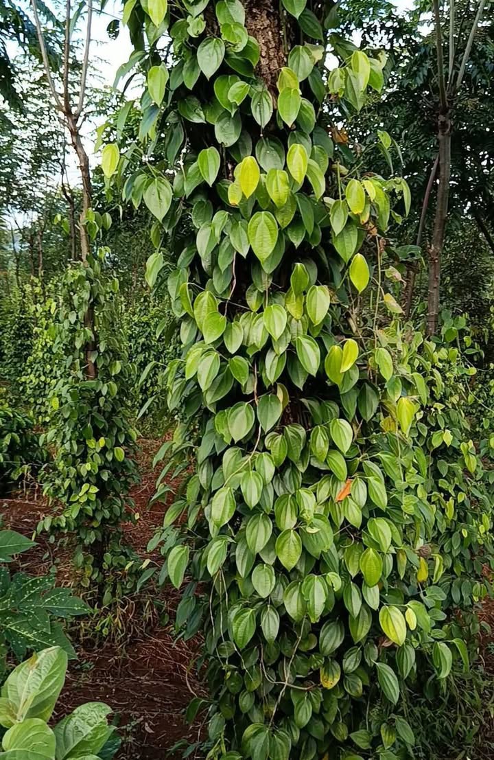 Bán Gấp 1.7ha Trang Trại Cà Phê, Tiêu, Sen Tại Đắk Lắk - Giá Thỏa Thuận