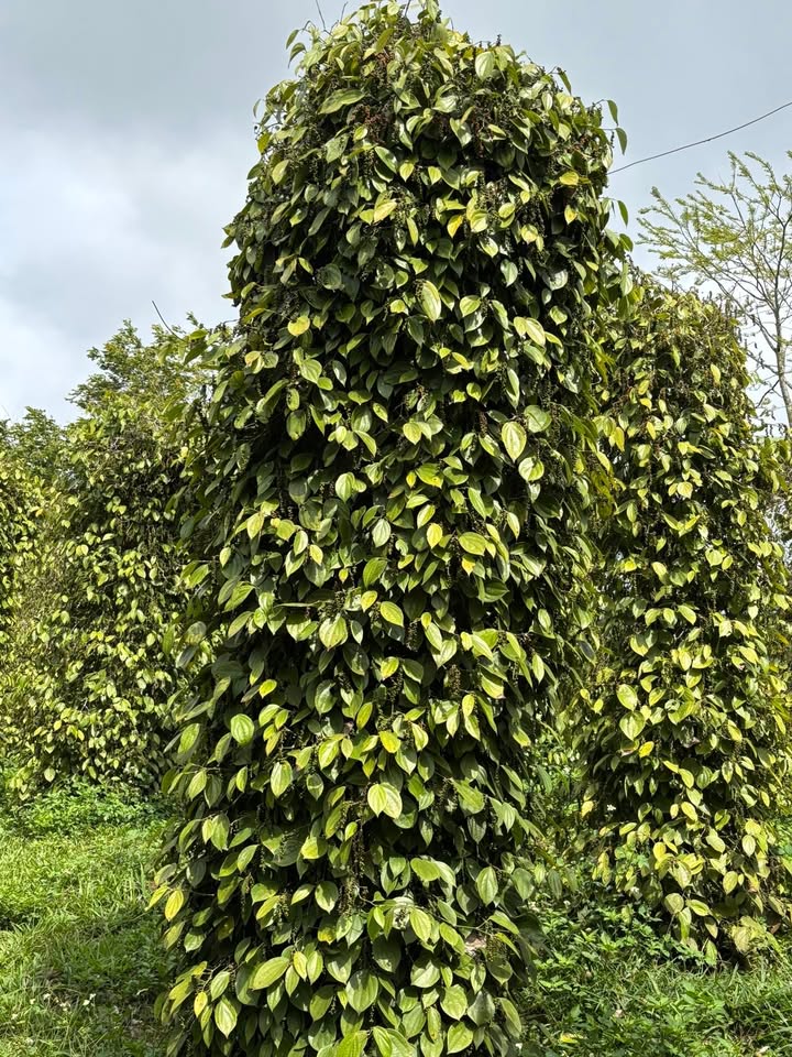 Bán Gấp Farm 3ha Mặt Tiền Đường Nhựa Đông Anh - Thu Nhập Khủng