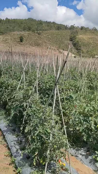 Bán Gấp Farm 7500m² Liên Hiệp, Đức Trọng - Giá 4.1 Tỷ Bao Sổ