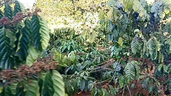 Bán đất 19.000m² Tuy Đức - Sổ đỏ 1.9ha, mặt đường bê tông, giá 3.5 tỷ