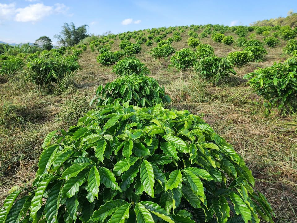 Bán gấp Farm 7ha Gia Lai - 3.5 tỷ - 3500 cây ăn trái trĩu quả