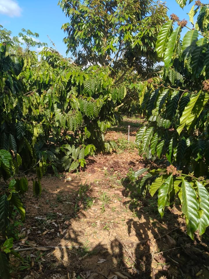 Bán Gấp Farm 15.000m² Đắk Nông - 120 Cây Sầu Riêng, Giá 2.7 Tỷ