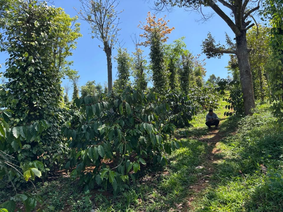 Bán Gấp Farm 5.2ha Lâm Đồng - Vườn Cafe, Tiêu Cho Thu Nhập Khủng