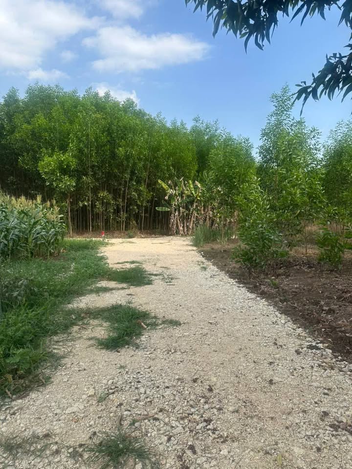 Đất nền Cẩm Mỹ - Đồng Nai 1456m² Sổ đỏ trọn sổ