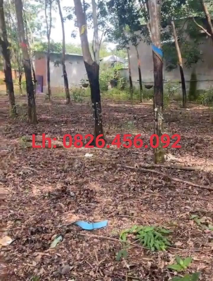 Bán Đất 7200m² Mặt Tiền Nhựa Đồng Xoài - Sẵn 40m² Thổ Cư, Có Nhà