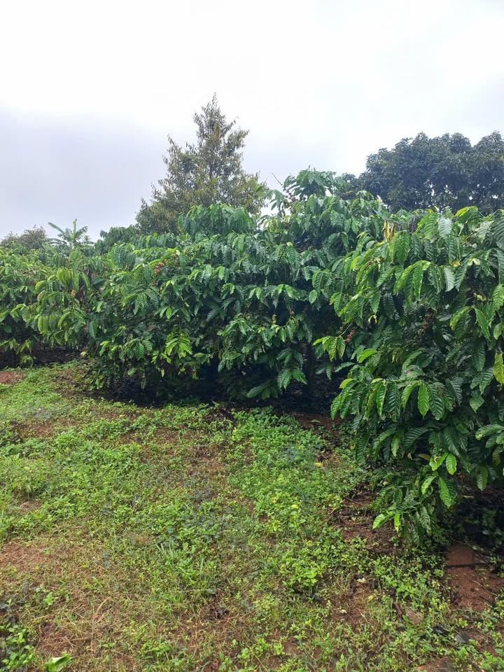 Bán Gấp Đất Vườn 16920m² Hòa Ninh, Di Linh - Giá Tốt Đầu Tư