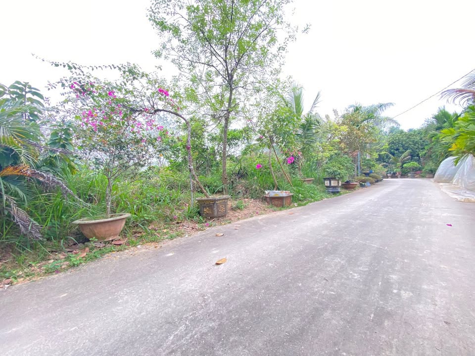 Đất Vĩnh Phúc: 4500m² Full Thổ Cư, Mặt Tiền 15m Tại Lập Thạch