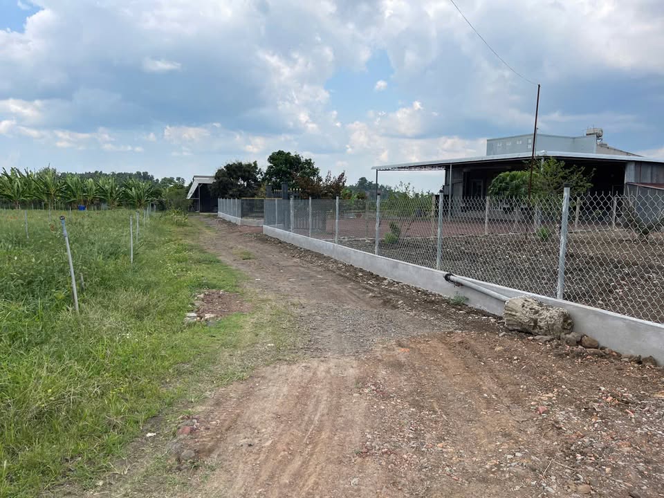 Bán Gấp Vườn Bưởi Da Xanh 5159m² Đồng Nai - Giá Đầu Tư 20.5 Tỷ