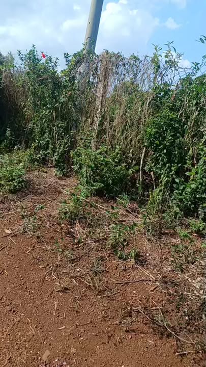 Đất Vườn Đồng Nai 4700m² - Góc 2 Mặt Tiền Xã Lâm San, Cẩm Mỹ