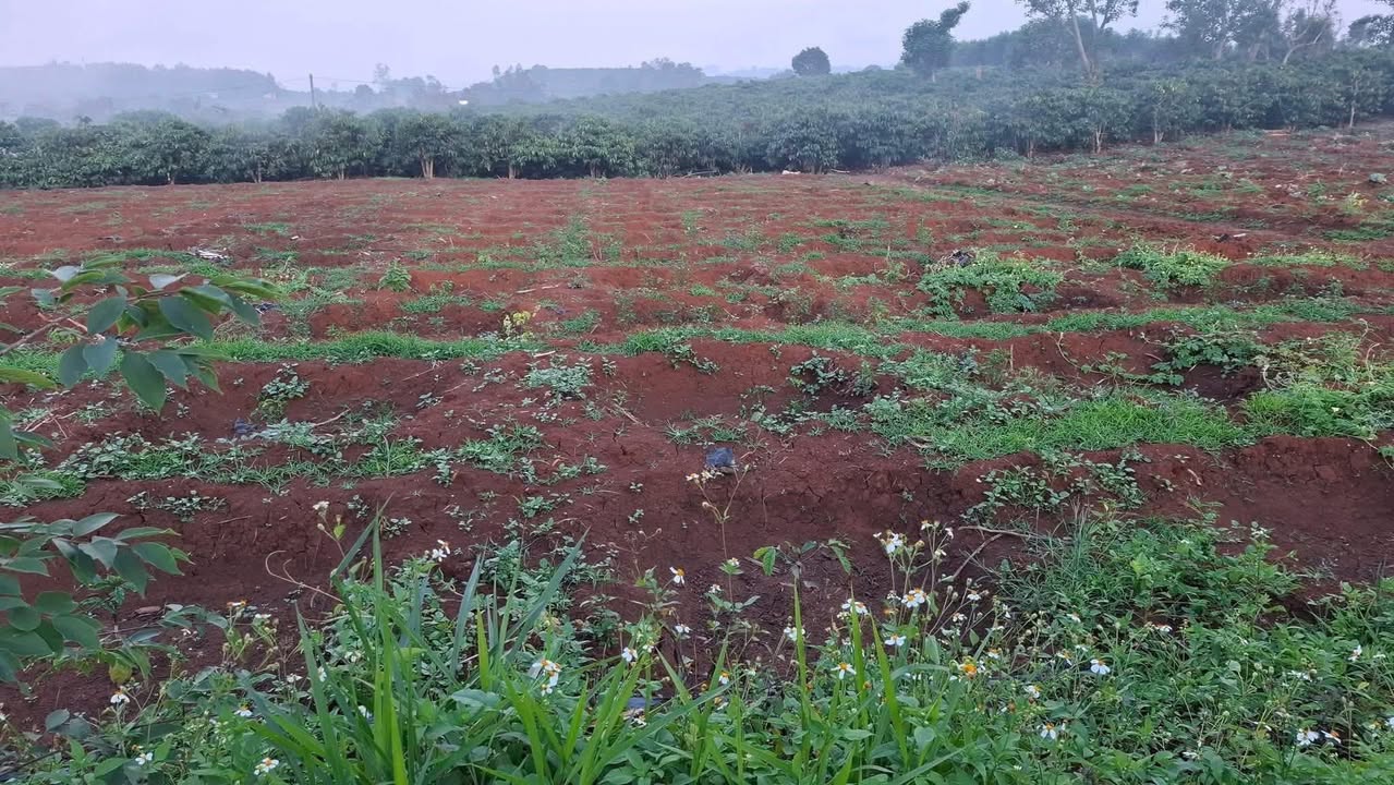 Bán đất 2232m² sổ hồng Tân Thành, TP.HCM - 450 triệu