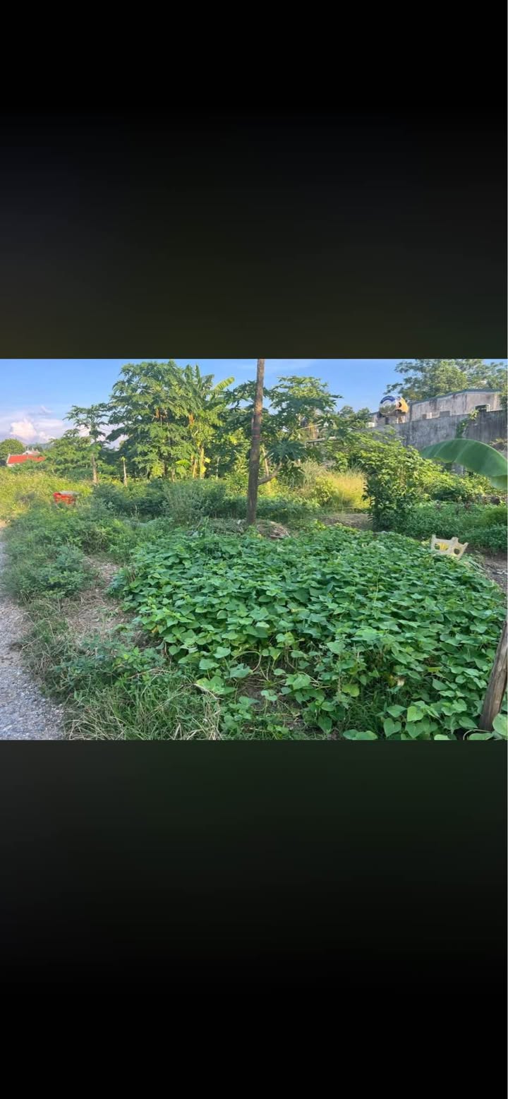 Bán Đất Phường Nông Tiến Tuyên Quang 150m² - Sổ Đỏ Sẵn Sàng