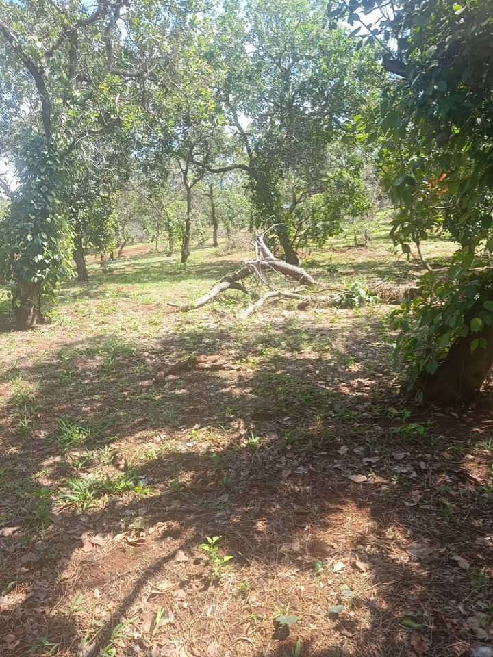 Bán Gấp Đất Vườn 15000m² Đắk Lắk - Ao Hồ, View Đẹp, Giá Đầu Tư 2.4 Tỷ