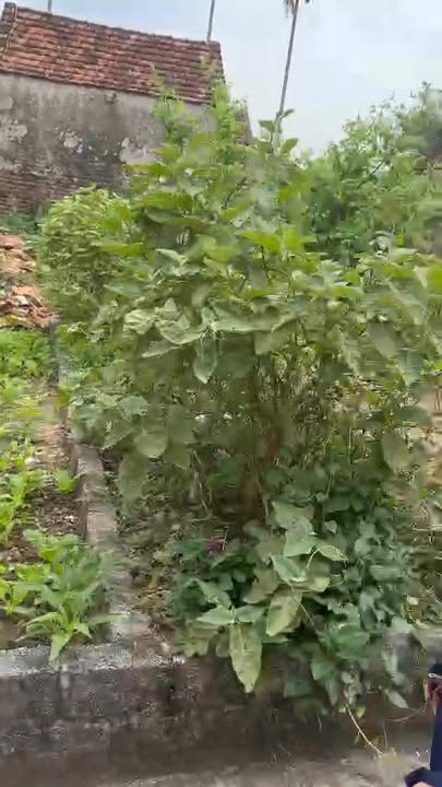 Đất nền Đại Nam Phú Xuyên 48.4m² - Giá 1.79 tỷ - Sổ đỏ sẵn sàng