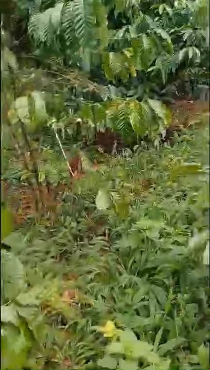 Bán Gấp 14400m² Đất Đỏ Bazan Đắk Lắk - Vườn Cà Phê, Tiêu, Sầu Riêng