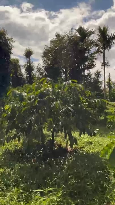 Bán Gấp Đất Farm 6000m² Đắk Lắk - Thu Nhập Ổn Định Từ Cà Phê, Tiêu