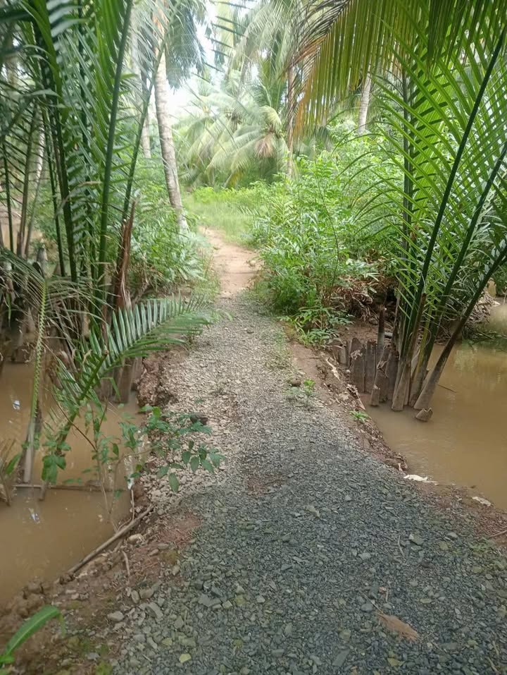 Đất Vườn Dừa 8400m² Tại Bến Tre - Giá Đầu Tư Tốt