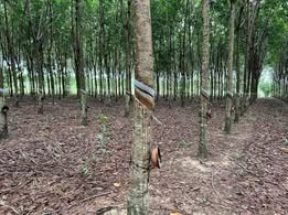 Đất Minh Thạnh Dầu Tiếng 6000m² Mặt Tiền Nhựa - Giá Thỏa Thuận