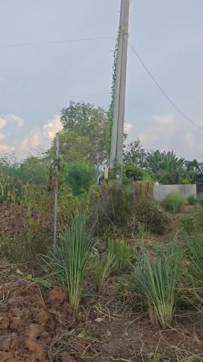 Bán Đất Vàng Mặt Tiền Xuyên Á, Châu Thành, Kiên Giang - 7500m² Kinh Doanh Đa Ngành