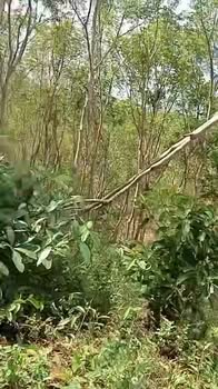 Bán Đất Vườn Nghĩa Thắng, Đắk Nông 7500m² - Giá Đầu Tư 1.15 Tỷ