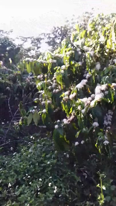 Đất Vườn Đắk Nông 10.000m² - Nguồn Thu Ổn Định, Giá 2.3 Tỷ