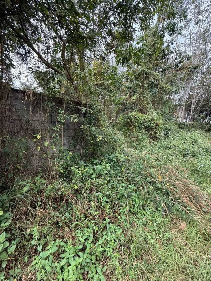 Bán Đất Nền Củ Chi 1575m² Mặt Tiền Đường Đất Xã Nhuận Đức - Giá 3.4 Tỷ