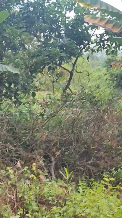 Đất Vĩnh Cửu Đồng Nai 4000m² - Giá Rẻ F0, Sẵn Sàng Kinh Doanh/Làm Vườn