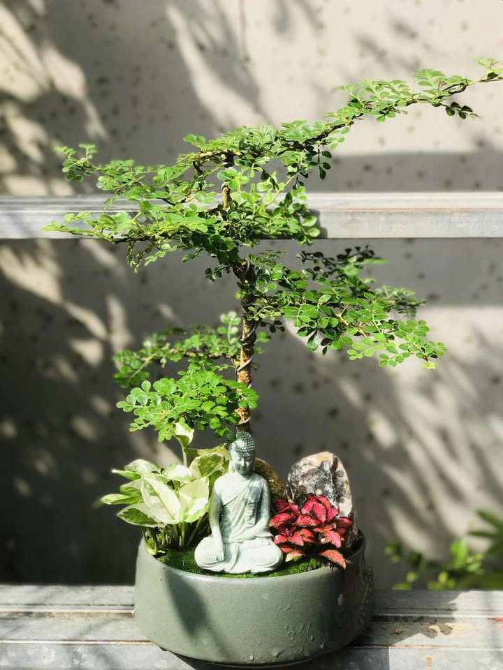 Bán Gấp Đất Nông Trường, Ninh Hòa - 240m² Thổ Cư, Giá Tốt