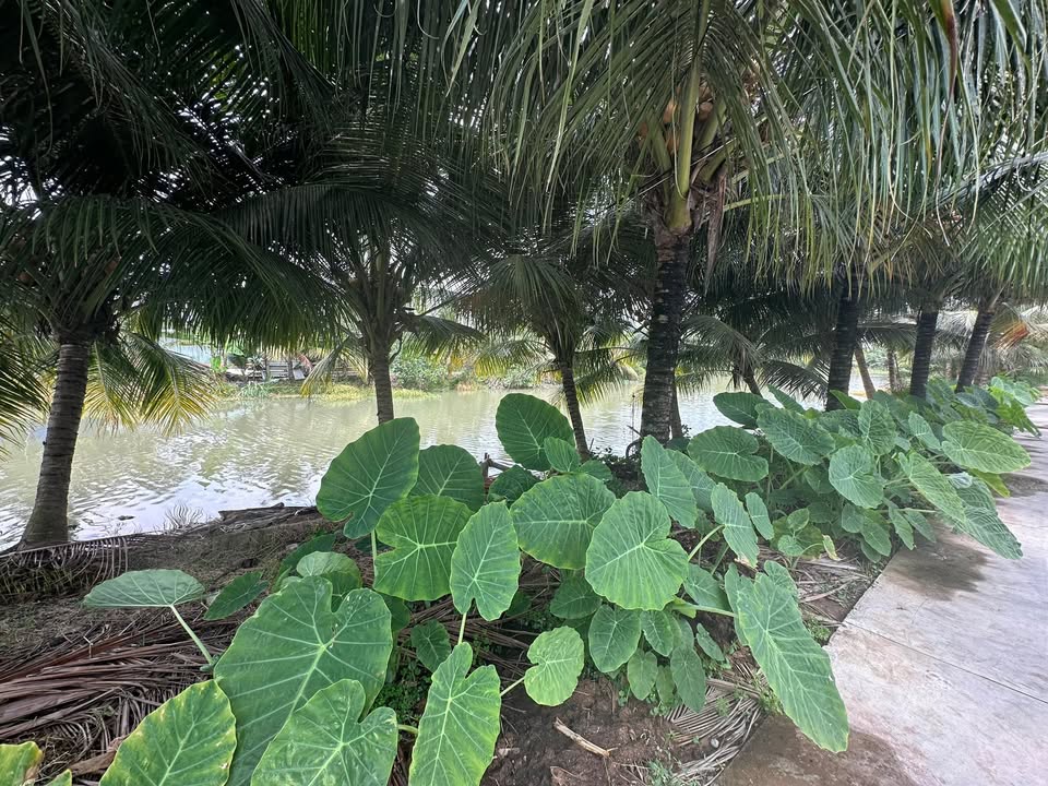 Đất Vườn Nghỉ Dưỡng 5500m² Mặt Tiền Kênh Hốc Lựu, Tiền Giang - Giá Tốt