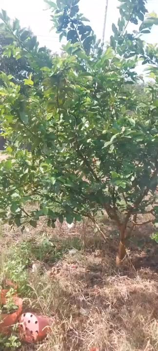 Đất Nền 28800m² Mặt Tiền Đường Bê Tông Tân Phước, Bình Phước - Giá 1 Tỷ