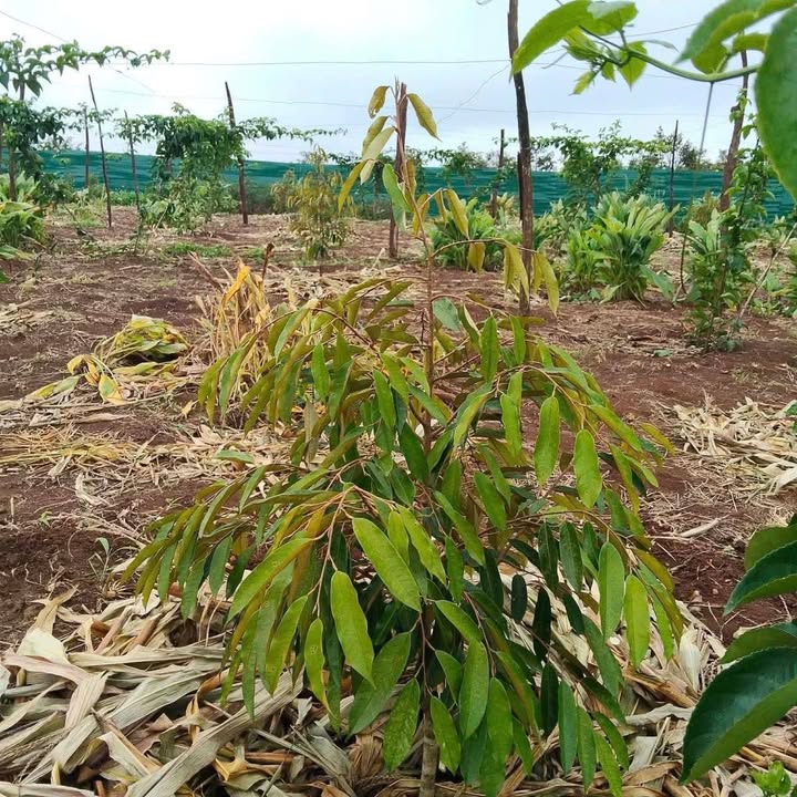 Bán Rẫy Sầu Riêng, Cà Phê Ea Drong Đăk Lăk - 4455m² Giá 1.5 Tỷ